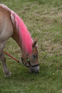 ISIS Dressage Challenge 2008